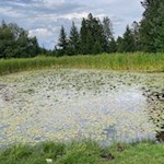 Teich neben der Neuhütt Alm