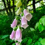 Am Wegesrand gedeihen zarte Blumen