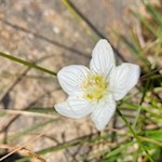 Blümchen säumen den Weg zur Kerschbaumeralm
