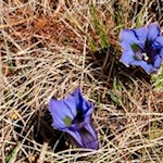 Azurblau leuchtet der Enzian am Wegesrand