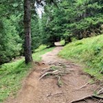 Von der Hütte La Marmotta führt ein kleiner Waldweg zurück auf den Campolongopass