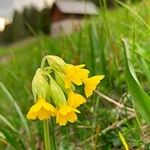 Schlüsselblume in den Villnösser Almwiesen