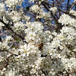 Frühlingswanderung in Brixen