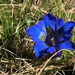 Enzian am Anstiegsweg zum Latzfonser Kreuz