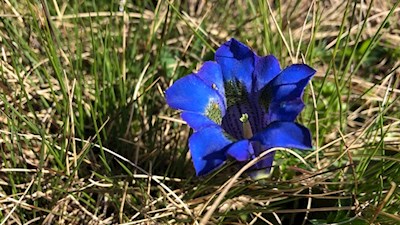 Enzian am Anstiegsweg zum Latzfonser Kreuz