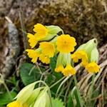 Leuchtend gelbe Himmelschlüssel blühen in den Wiesen um St. Martin