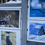 Zahlreiche Tiere bewohnen die Villnösser Wiesen und Wälder