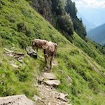 Über Weidehänge zur Magdeburger Hütte