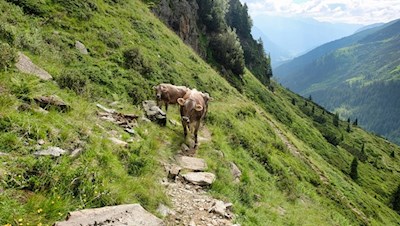 Über Weidehänge zur Magdeburger Hütte