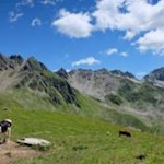 Weidende Kühe tummeln sich auf den sattgrünen Pfunderer Almwiesen