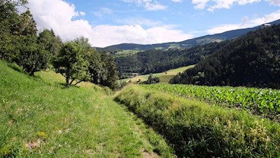 Durch Wald und Wiesen nach Rodeneck