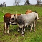Zufriedene Weidetiere unterhalb des Berggasthofes Amaten