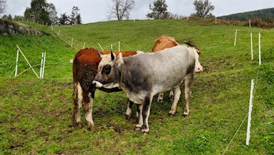 Zufriedene Weidetiere unterhalb des Berggasthofes Amaten