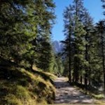 Durch den friedvollen Wald zur Grasleitenhütte