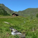 Der Weg Nr. 15 schlängelt sich entlang des fröhlich plätschernden Altfassbaches 