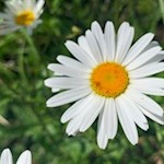 Margerite am Wegesrand zur Heinzen Alm