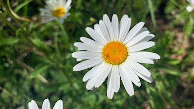 Margerite am Wegesrand zur Heinzen Alm