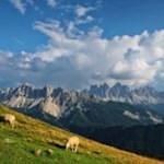 Behäbig tummeln sich die weidenden Schafe auf der Plose