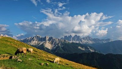 Behäbig tummeln sich die weidenden Schafe auf der Plose