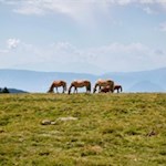 In den Almwiesen weiden zahlreiche Haflinger