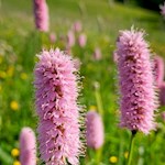 Der Schlangenknöterich ist charakteristisch für die Seiser Alm