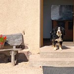 Hier wache ich - Hüttenhund der Laureiner Alm