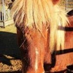 Auch die Pferde genießen die linde Herbstsonne