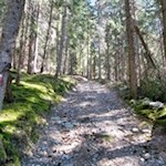 Im erfrischenden Schatten der Bäume auf den Freienbühel