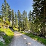 Durch den zunehmend lichter werdenden Wald zur Masare Hütte