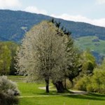 Das Brunnermoos in voller Frühlingsblüte