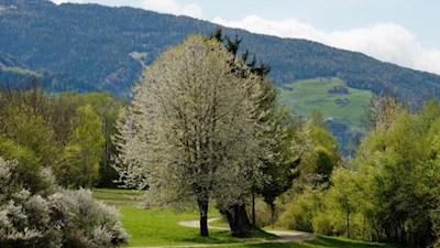 Das Brunnermoos in voller Frühlingsblüte