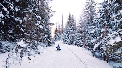Abfahrt auf der Campiller Naturrodelbahn 