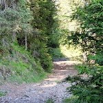 Durch den lichtdurchfluteten Wald nach Maria Hilf