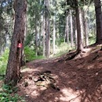 Durch den lichten Wald zur Barbara Kapelle