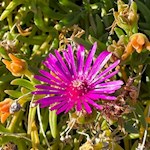 Auch im Herbst umrahmen Blumen den Weg zum Patscheider Hof