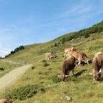 Almidyll auf dem Weg zur Ochsenalm