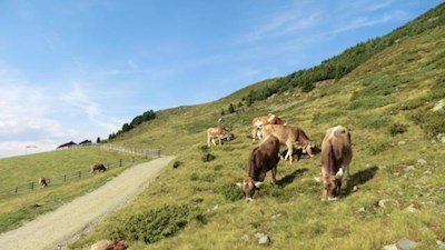 Almidyll auf dem Weg zur Ochsenalm