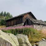 Die Walderjochalm wird von Springkraut umsäumt