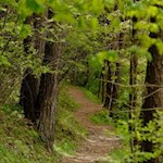 Zunächst führt der Weg durch einen lichten Wald