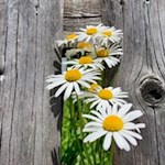 Margeriten am Wegesrand