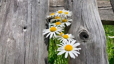 Margeriten am Wegesrand