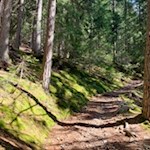 Anstieg durch den Wald zur Genterer Alm