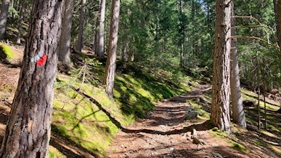 Anstieg durch den Wald zur Genterer Alm