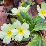 Primeln im Frühlingstal