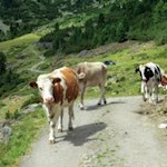Kühe tummeln sich entlang des Weges zum Latzfonser Kreuz