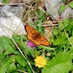 Auch die Schmetterlinge erfreuen sich am Blumenmeer