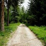 Sanft, aber stetig steigt der Weg durch den Wald an