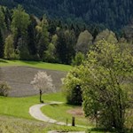 Feldweg zum Brunnermoos