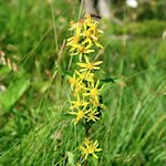 The healing St. John's wort