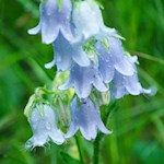 Bärtige Glockenblume am Wegesrand